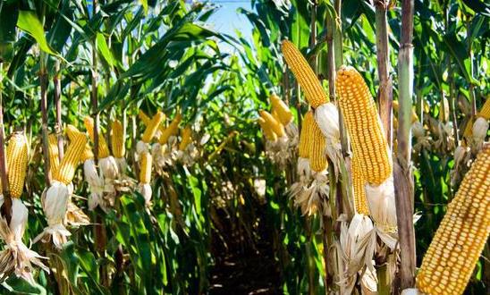 2024年小糯玉米種植情況、玉米市場(chǎng)價(jià)格行情