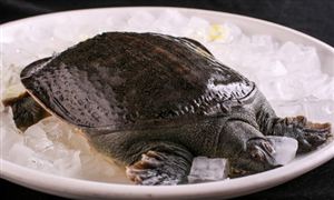 全國(guó)每年商品甲魚產(chǎn)量約35萬(wàn)噸 甲魚養(yǎng)殖行業(yè)市場(chǎng)現(xiàn)狀及前景分析