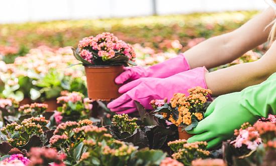 2023年我國花卉進(jìn)口總額增幅達(dá)15.95% 花卉種植行業(yè)現(xiàn)狀及發(fā)展趨勢分析