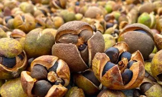 油茶行業(yè)深度調(diào)研及投資機(jī)會(huì)：油茶深加工領(lǐng)域具有廣闊前景