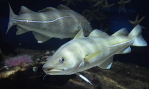 深水魚行業(yè)市場分析與投資價值2024