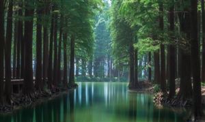 4月全國(guó)林業(yè)采購(gòu)經(jīng)理指數(shù)發(fā)布 林業(yè)行業(yè)現(xiàn)狀及挑戰(zhàn)分析