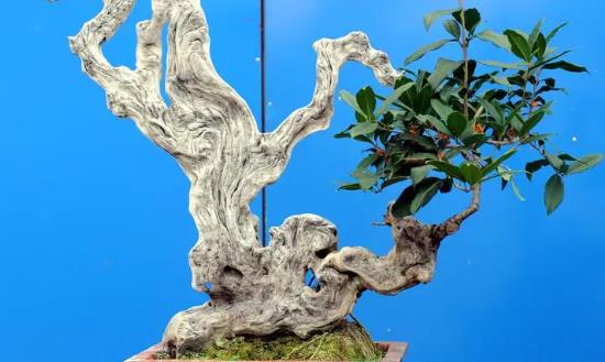 盆景行業(yè)發(fā)展現(xiàn)狀趨勢(shì)分析：盆景購(gòu)買力在于價(jià)值投資