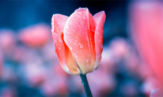 “鮮花經(jīng)濟(jì)”催生千億級(jí)消費(fèi)新藍(lán)海 鮮花行業(yè)市場(chǎng)現(xiàn)狀調(diào)查及研究分析