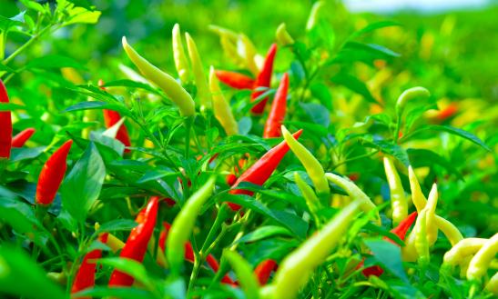 中國辣椒種植行業(yè)市場產業(yè)鏈構成與投資趨勢分析