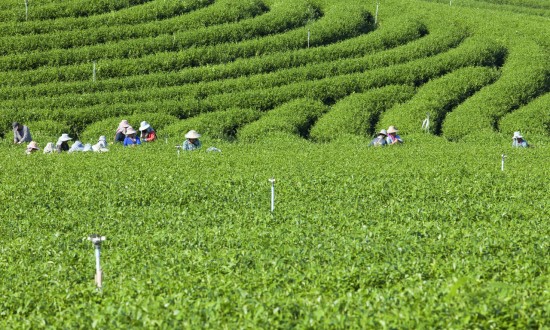 2024年中國(guó)茶葉種植行業(yè)的市場(chǎng)發(fā)展現(xiàn)狀及發(fā)展前景分析