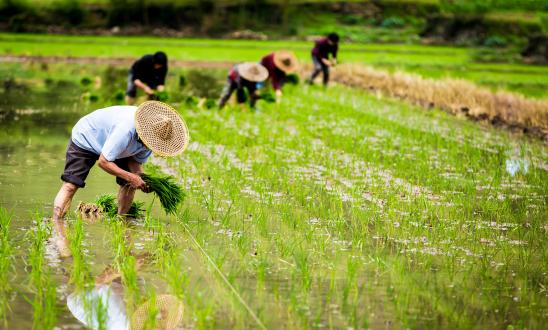 中國農資連鎖行業(yè)市場現(xiàn)狀與競爭格局、發(fā)展趨勢分析預測
