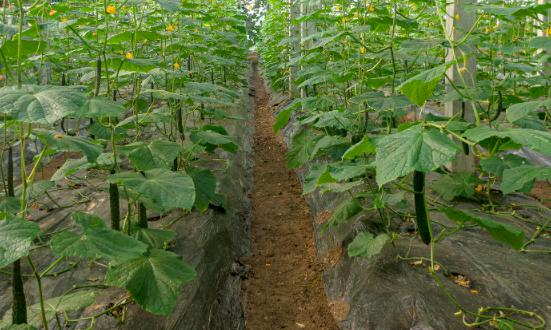 2024年農(nóng)用薄膜行業(yè)市場(chǎng)深度分析報(bào)告