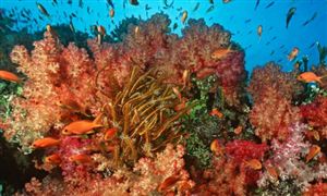 海洋生物2025年海洋生物行業(yè)發(fā)展調(diào)研報告：藍色經(jīng)濟的戰(zhàn)略新引擎