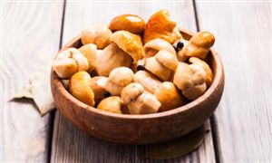 2025年貴州食用菌行業(yè)市場發(fā)展規(guī)模與未來展望