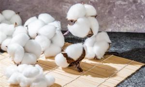 2025棉花行業(yè)市場規(guī)模及未來發(fā)展趨勢、前景分析