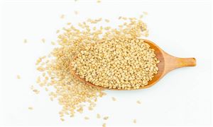 2025年芝麻行業(yè)未來(lái)發(fā)展趨勢(shì)及產(chǎn)業(yè)調(diào)研報(bào)告