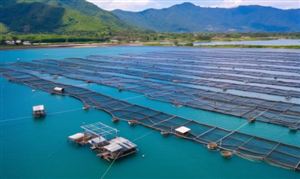 2025年版深海養(yǎng)殖行業(yè)兼并重組機(jī)會研究及決策咨詢