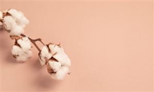 2025中國棉花貿(mào)易：供需重構(gòu)“變局”下，全球機(jī)遇與投資密碼究竟藏在哪？
