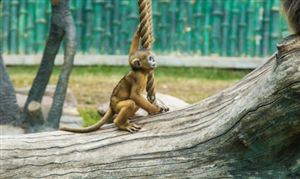 動(dòng)物園行業(yè)市場發(fā)展現(xiàn)狀及供需格局、未來趨勢分析2025