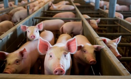 2025養(yǎng)殖行業(yè)市場(chǎng)結(jié)構(gòu)及區(qū)域分布、未來(lái)發(fā)展趨勢(shì)分析