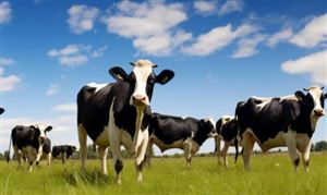 2025年中國畜牧養(yǎng)殖行業(yè)投資潛力分析與戰(zhàn)略布局研究