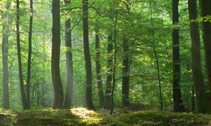 黑龍江林業(yè)草原保護(hù)行業(yè)現(xiàn)狀洞察與發(fā)展趨勢(shì)研判