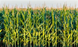 “一帶一路”背景下國內(nèi)外農(nóng)業(yè)合作行業(yè)現(xiàn)狀與發(fā)展趨勢(shì)分析