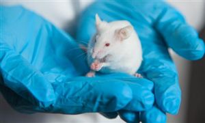 實(shí)驗(yàn)動(dòng)物行業(yè)發(fā)展現(xiàn)狀及市場結(jié)構(gòu)分析2025