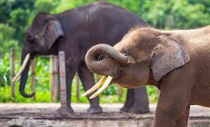 2025動物園行業(yè)市場分析及未來發(fā)展前景預測