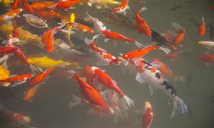 2025年觀賞魚行業(yè)市場分析及產(chǎn)業(yè)投資報告