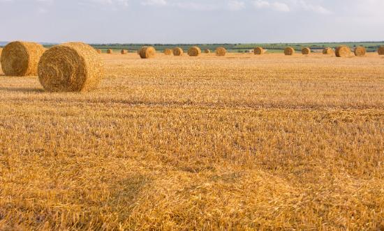 2025年中國植物纖維行業(yè)：如何從“天然材料”躍升為“綠色經濟核心引擎”?