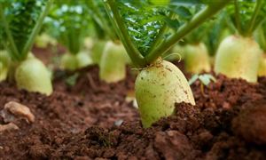 中國特色農產品行業(yè)市場深度調研及投資策略預測（2025年版）