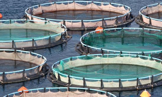 2025深海養(yǎng)殖行業(yè)發(fā)展現(xiàn)狀分析與未來展望