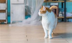 2025年寵物衣服行業(yè)市場(chǎng)發(fā)展現(xiàn)狀調(diào)查與未來(lái)趨勢(shì)預(yù)測(cè)