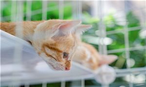 2026年寵物醫(yī)院行業(yè)發(fā)展現(xiàn)狀與市場(chǎng)規(guī)模、技術(shù)創(chuàng)新趨勢(shì)展望