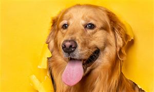 2026年寵物殯葬行業(yè)發(fā)展現(xiàn)狀與市場(chǎng)規(guī)模、技術(shù)創(chuàng)新趨勢(shì)展望