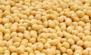 大豆價(jià)格最新行情 未來(lái)10年?大豆播種面積預(yù)計(jì)穩(wěn)定在1.4億畝左右?
